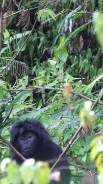 Trachypithecus auratus (ebony lutung, Javan langur, Javan lutung, lutung jawa) on the tree.
