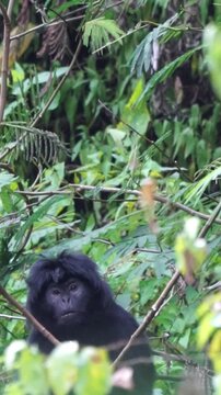 Trachypithecus auratus (ebony lutung, Javan langur, Javan lutung, lutung jawa) on the tree.