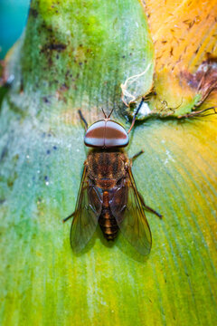 Horsefly With Patterned Eyes Resting on Vibrant Green Tree Surface