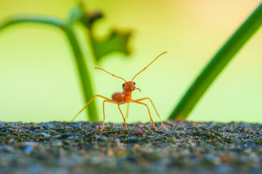 Red Ant Walking on Stone Surface Green Background in Garden