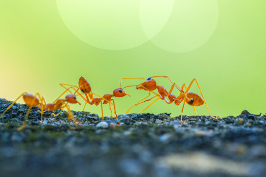 Closeup Red Fire Ants Interacting on Concrete Surface Green Background