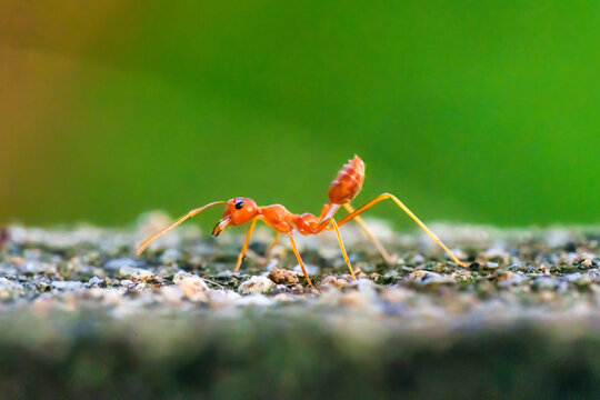 Red Ant Walking on Stone Surface Green Background in Garden