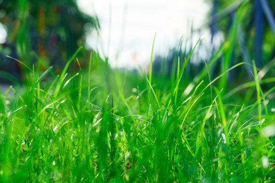Lush Green Grass Blades Growing in Bright Sunny Outdoor Garden