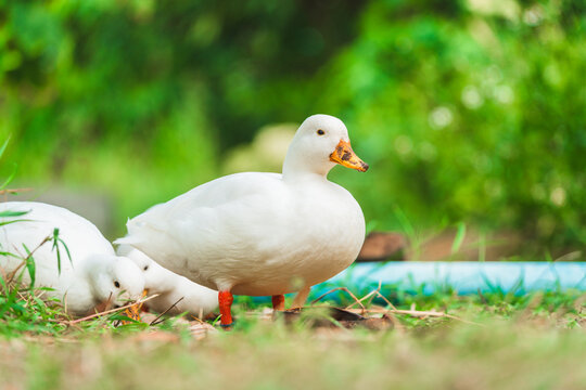 White ducks living on lush green field in rural garden countryside farm