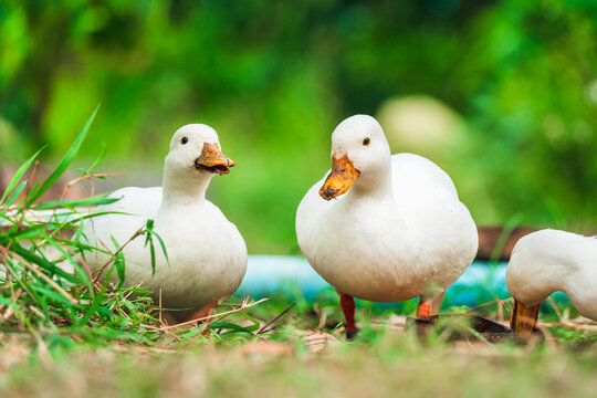 White ducks living on lush green field in rural garden countryside farm