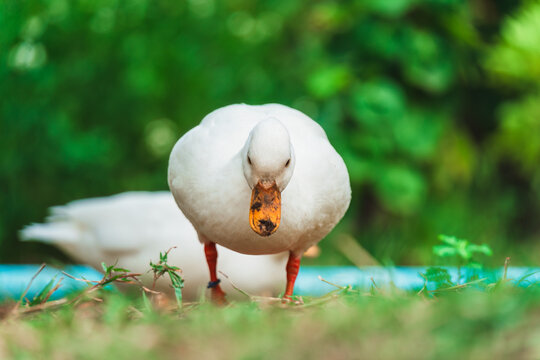 White ducks living on lush green field in rural garden countryside farm