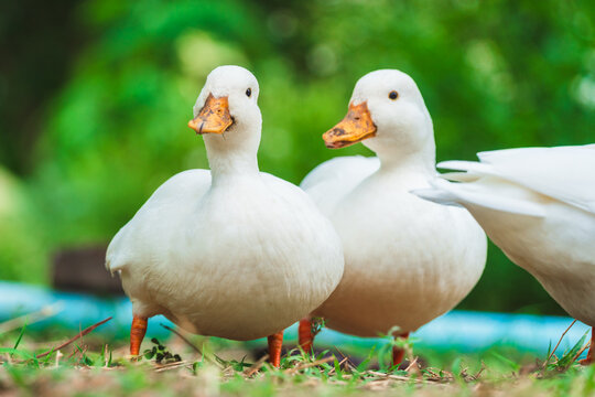 White ducks living on lush green field in rural garden countryside farm