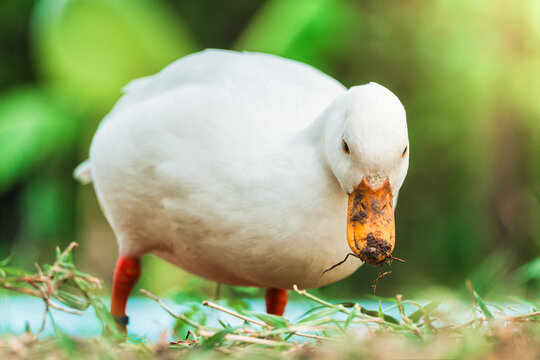 White duck living on lush green field in rural garden countryside farm