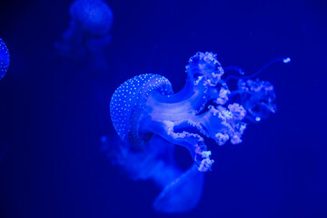 Underwater scene showing jellyfish swimming in blue water at an aquarium during evening hours © ir1ska