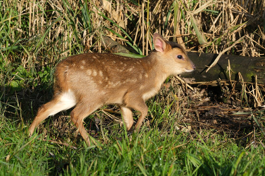 Adorable baby Southern Pudu deer walking on green grass in natural habitat, cute fawn of the smallest deer species in the world close-up