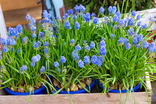 Muscari blue flowers bloom in pots creating a stunning spring display full of life and color in a cozy garden setting