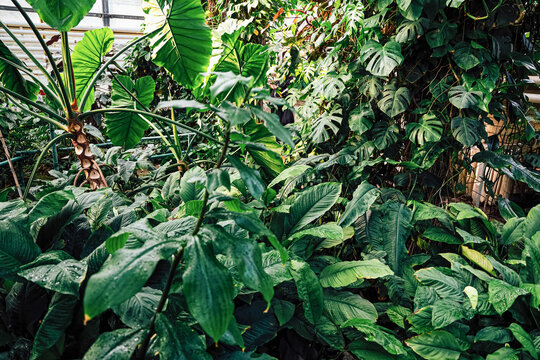 tropical Green plants fill a greenhouse with various leaves and textures under natural light in the daytime