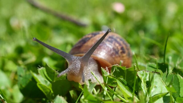 Large garden snail crawls slowly across vibrant green grass. Its brown shell has dark markings. Antennae move gently as it navigates leafy terrain.