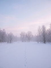 Fototapeta premium Snow winter footprints snow covered woodland trees cold misty landscape nature frost serene peaceful morning sky bare trees