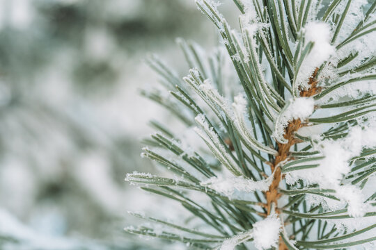 Snowy evergreen branch close up with soft festive bokeh, winter holiday background.