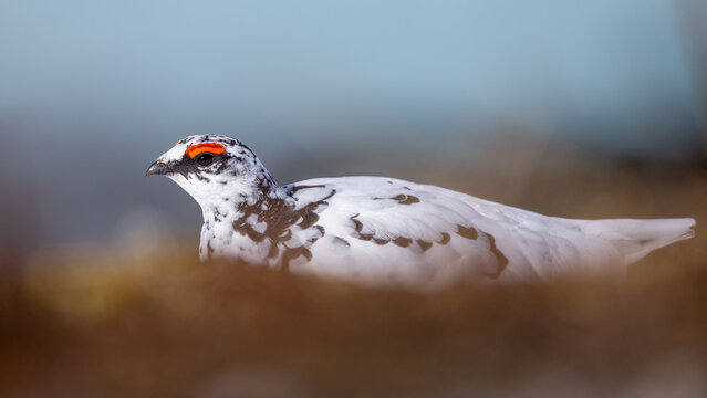 View of a rock ptarmigan with white winter plumage and distinctive red comb resting in the tundra vegetation in Valldal, More og Romsdal, Norway.