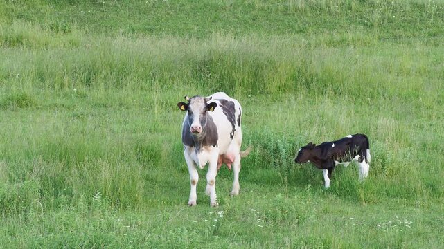 Cow and calf grazing on a green pasture in summer