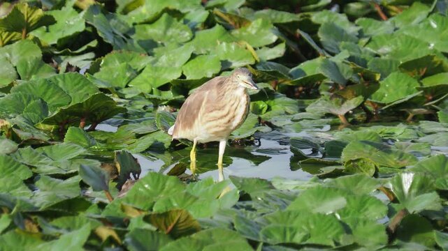 Squacco heron (Ardeola ralloides) eating a small fish while standing on aquatic vegetation in a lake