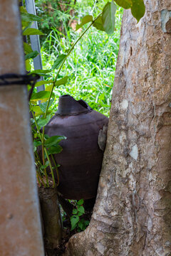 Traditional clay jar placed beside a tree trunk in a natural garden