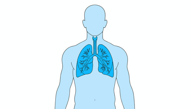Anatomical illustration of the human respiratory system highlighting the trachea and lungs in bright blue color.