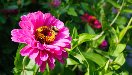 Obraz premium A bright pink zinnia against a soft green background. A bumblebee pollinating a bright pink zinnia flower in a summer garden. A fluffy bumblebee collecting nectar from the yellow center.