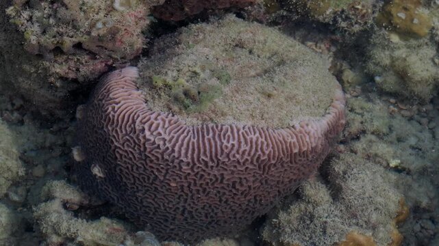 Large Ridged Structure Surrounded by Algae and Fine Growth