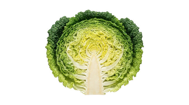 Fresh savoy cabbage cut in half isolated on transparent background