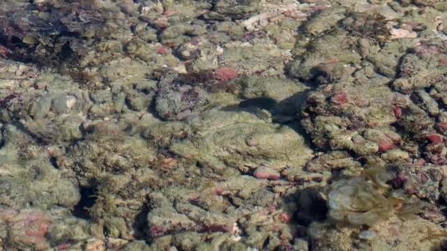 Dark Swimmer Gliding Above a Patterned Rocky Seabed

