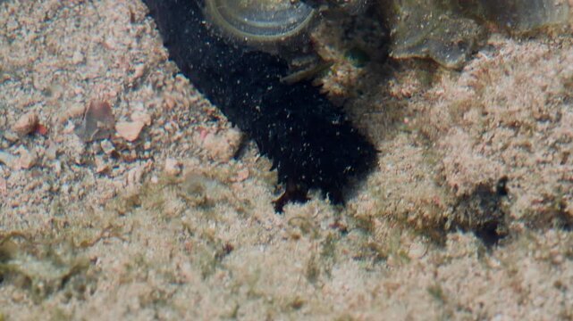Dark Bottom Grazer Moving Across a Shallow Rocky Surface
