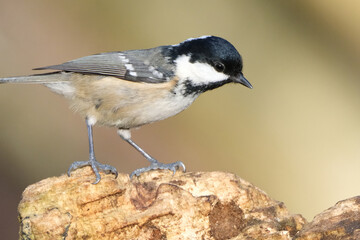 Coal Tit (Periparus ater) Perched on a Mossy Wooden Log in Natural Woodland Habitat, Small Songbird Close-up © Badr