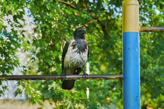 City grey crow pensively rests,sitting on sport bar