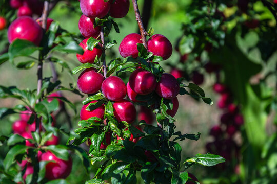 Ripe red plums hanging from a tree branch in bright sunlight