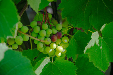 Close-up of unripe green grapes on the vine surrounded by lush foliage © Irene Kulinchyk