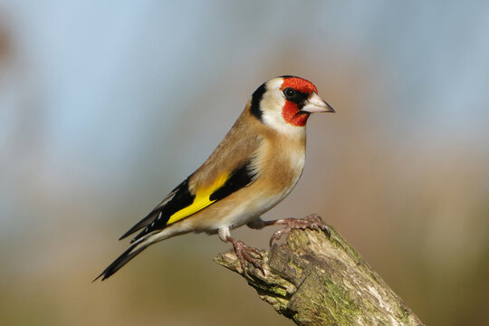 European goldfinch perched on a branch, selective focus