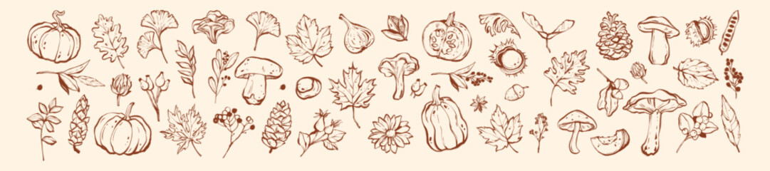 Obraz premium Autumn season doodle set, hand drawn fall whimsical line illustration print, October harvest pumpkin. Forest leaf nature sticker, organic brushstroke tree branch design element. Autumn doodle graphic