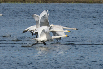 Whooper swans taking off from water surface, Cygnus cygnus group flying over the lake, migratory birds in natural habitat © Badr