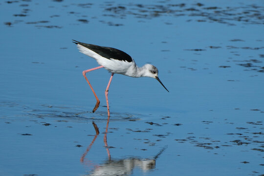 Black-winged stilt (Himantopus himantopus) wading in shallow water, side view of a pied stilt bird foraging in a wetland with reflections on the blue water surface