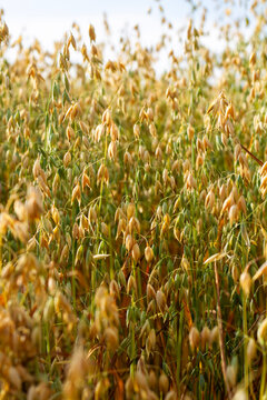 Oats in the field in the evening sun.