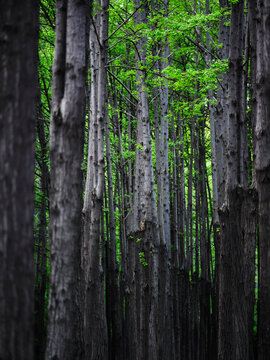 Tall straight tree trunks with green leaves Forest Natural texture background Environment concept Carbon credit 
