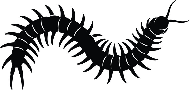 Black silhouette of a segmented centipede with multiple legs, curved body, and antennae, isolated on a white background