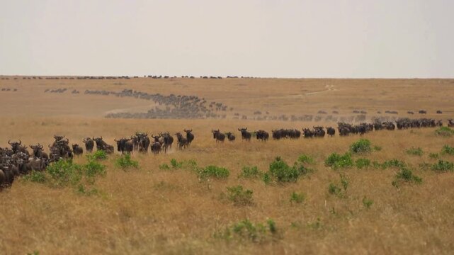 Wildebeest migration across African savanna, massive herd of gnu walking through dry grassland, wildlife safari landscape