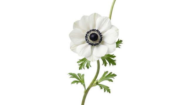 White anemone flower on white background, elegant spring blossom with green leaves, minimalist floral botanical photography for wedding design