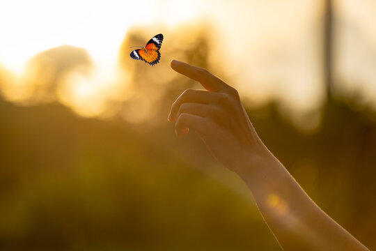 Butterfly Flying Above Open Hand With Golden Bokeh Light Symbolizing Freedom Hope And Spiritual Transformation In Warm Sunset Background