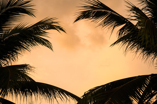 Palm Leaves Silhouette Against Orange Sunset Sky Tropical Summer Vacation Background Concept