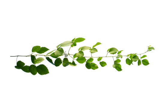 Climbing Ivy Vine Branch With Green Leaves Isolated Png Transparent Background Overlay