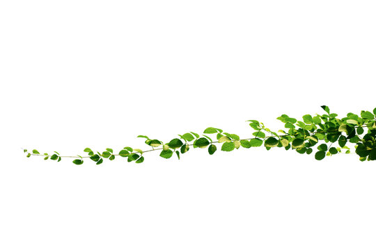 Climbing Ivy Vine Branch With Green Leaves Isolated Png Transparent Background Overlay