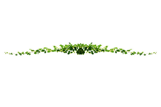 Climbing Ivy Vine Branch With Green Leaves Isolated Png Transparent Background Overlay