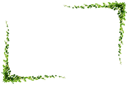 Green vine leaf frame with copy space, transparent PNG cutout for flexible layout design.