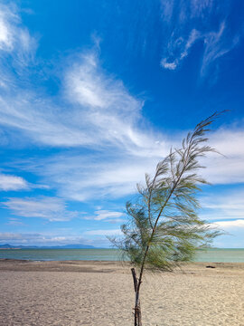 Lone Tree Bending in Wind on Empty Sandy Beach with Blue Sky and Sea