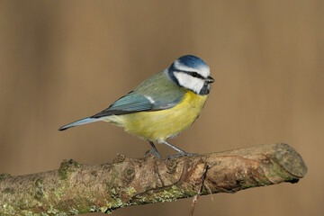Eurasian Blue Tit Perched on a Tree Branch - Colorful Small Songbird in Natural Habitat © Badr